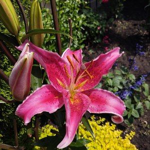 Meet your Posher, Barbara